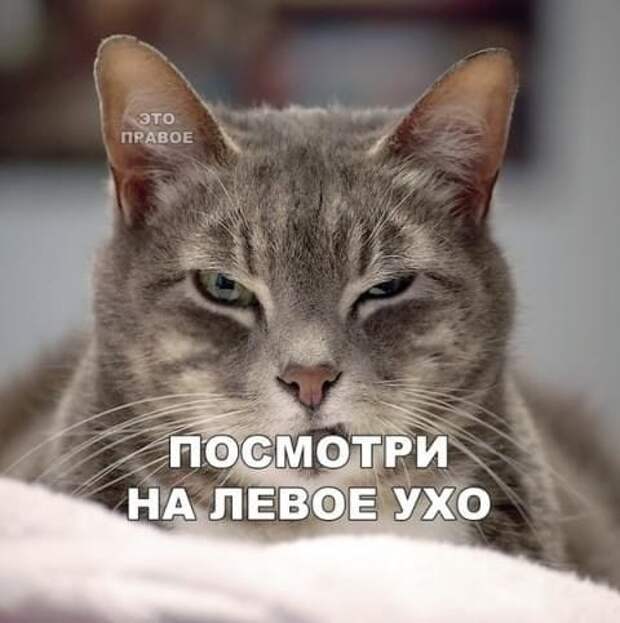Золото. Gella&Vladimi®. Шансы есть. Золото. Gella&Vladimi®. Шансы есть.