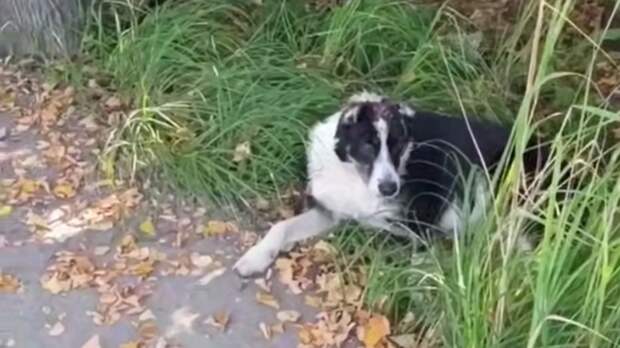 Неизвестные обрезали уши собаке и сняли с нее скальп в Подмосковье. Видео