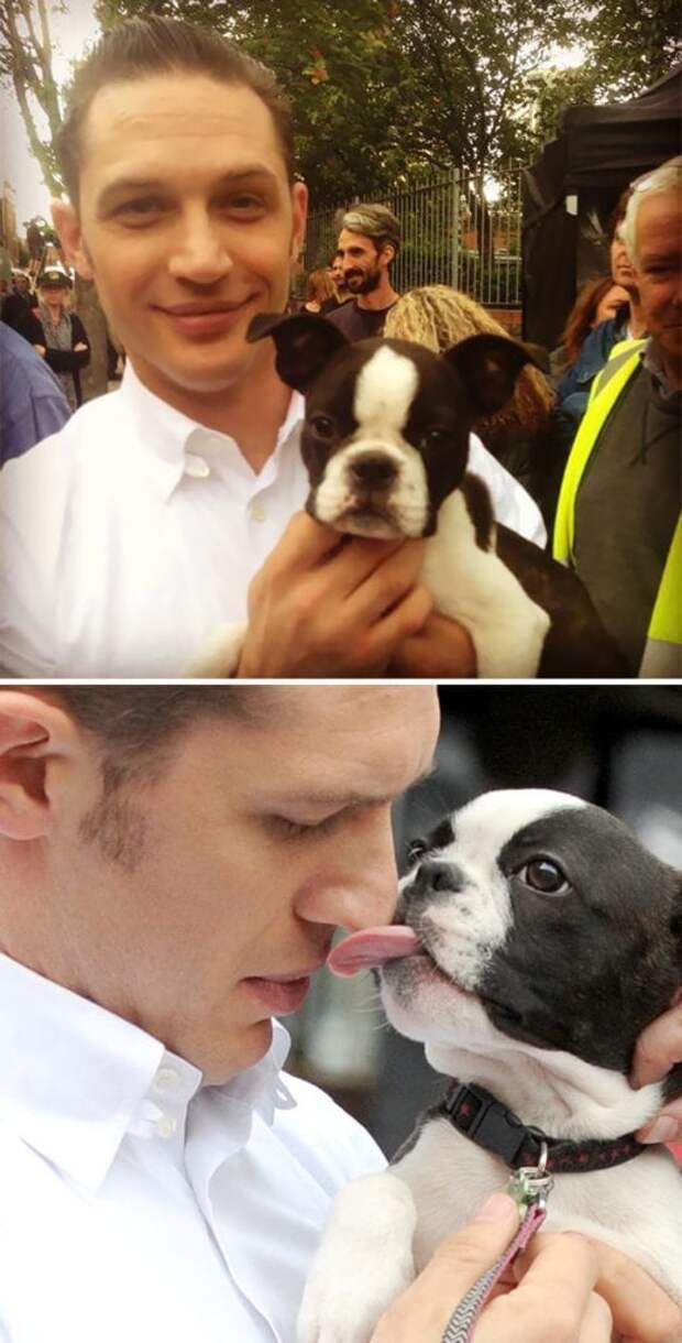 https://sobakibalabaki.com/wp-content/uploads/2017/09/love-for-dogs-tom-hardy-27-59bf86f48bd7f__700-520x1024.jpg