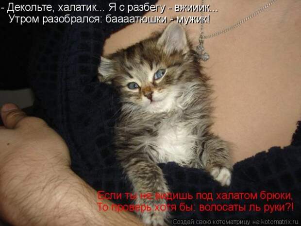Лучшие котоматрицы недели (50 фото)
