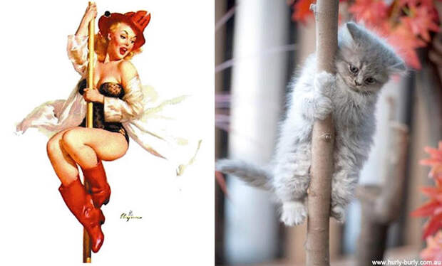Котики, которые позируют точь-в-точь как модели в стиле пин-ап котики, пин-ап