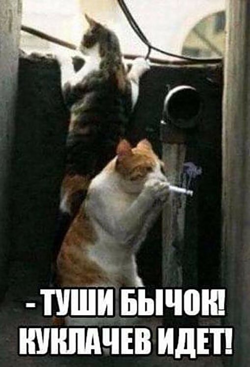 Котопост животные, коты, прикол, юмор
