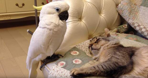 Стеснительный попугай с невероятной любовью будит своего приятеля-кота. Никогда раньше не видел такого!