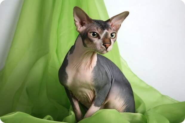 Канадский сфинкс