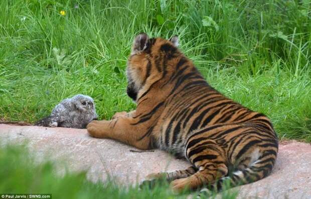 В британском зоопарке совёнок смог отбиться от тигра, упав в вольер к хищнику животные, сова, тигр