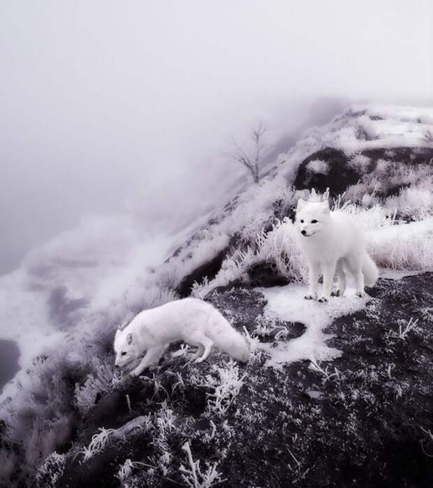 20 симпатичных лисичек, которые радуются приходу зимы