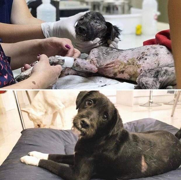 Фотографии собак до и после их спасения с улицы