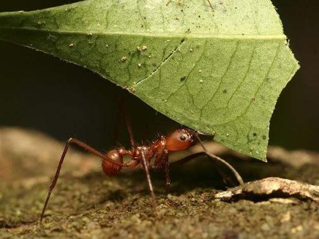 Сколько весит муравей — давайте разбираться