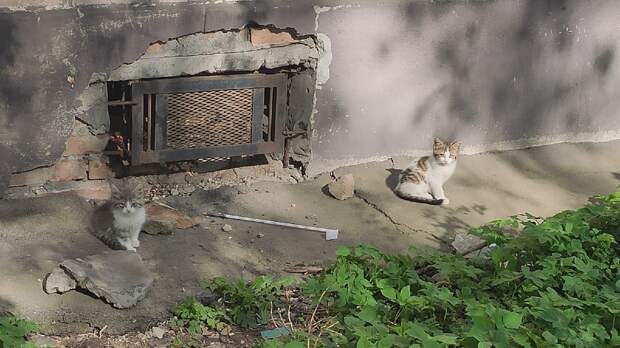 Умоляем, помогите! Пока малыши не стали жертвой людской злобы...