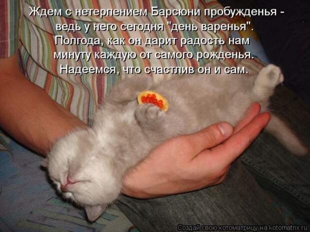 Лучшие котоматрицы недели (50 фото)