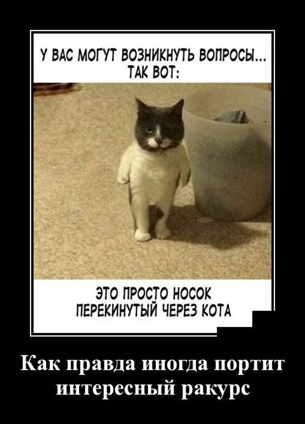 Кошачьи демотиваторы демотиваторы, коты, юмор