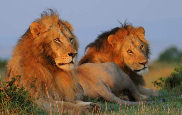 Где живут львы? Животные Африки: лев. Дикое животное лев