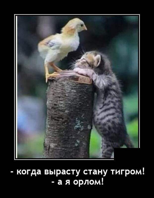 demotivatory-demotivator-smeshnye-demotivatory-demotivator-so-smyslom