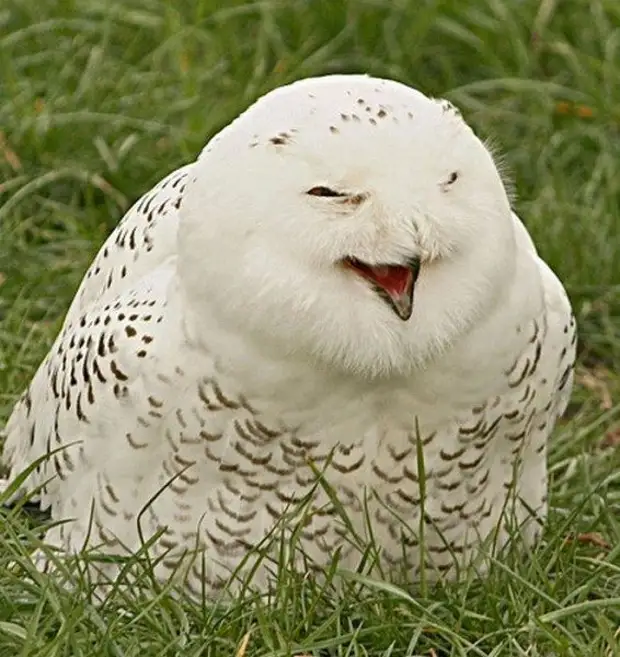 Совы, которые умеют смеяться