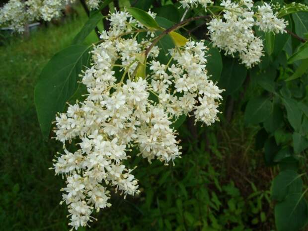 Белая амурская сирень фото (Syringa amurensis)