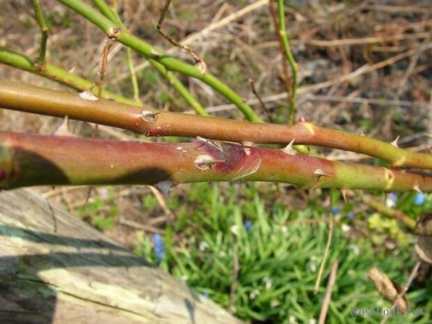 WctcXq8W3jg (600x450, 69Kb)