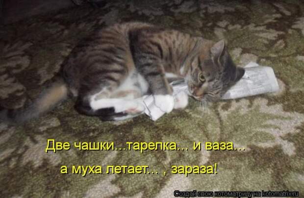 Лучшие котоматрицы недели Лучшие котоматрицы недели