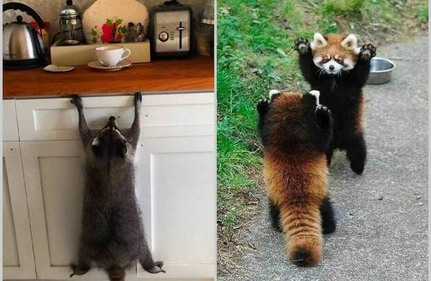 15 раз, когда дикие животные вели себя очаровательно