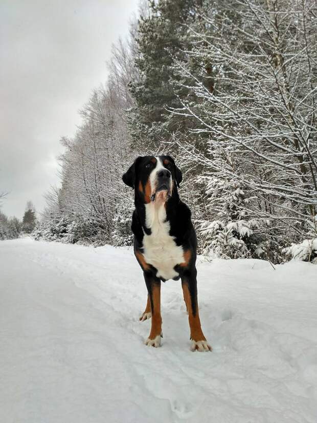 На фото SENNENHUND ROSSII IRMILDA Фото Светланы Бычковой, https://www.facebook.com/photo.php?fbid=1655958638036493&set=pb.100008671173730.-2207520000..&type=3&theater