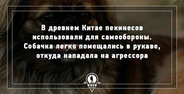 10 УДИВИТЕЛЬНЫХ ФАКТОВ О СОБАКАХ