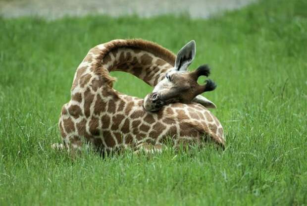 А Вы видели как спят жирафы? 12 редких фото.