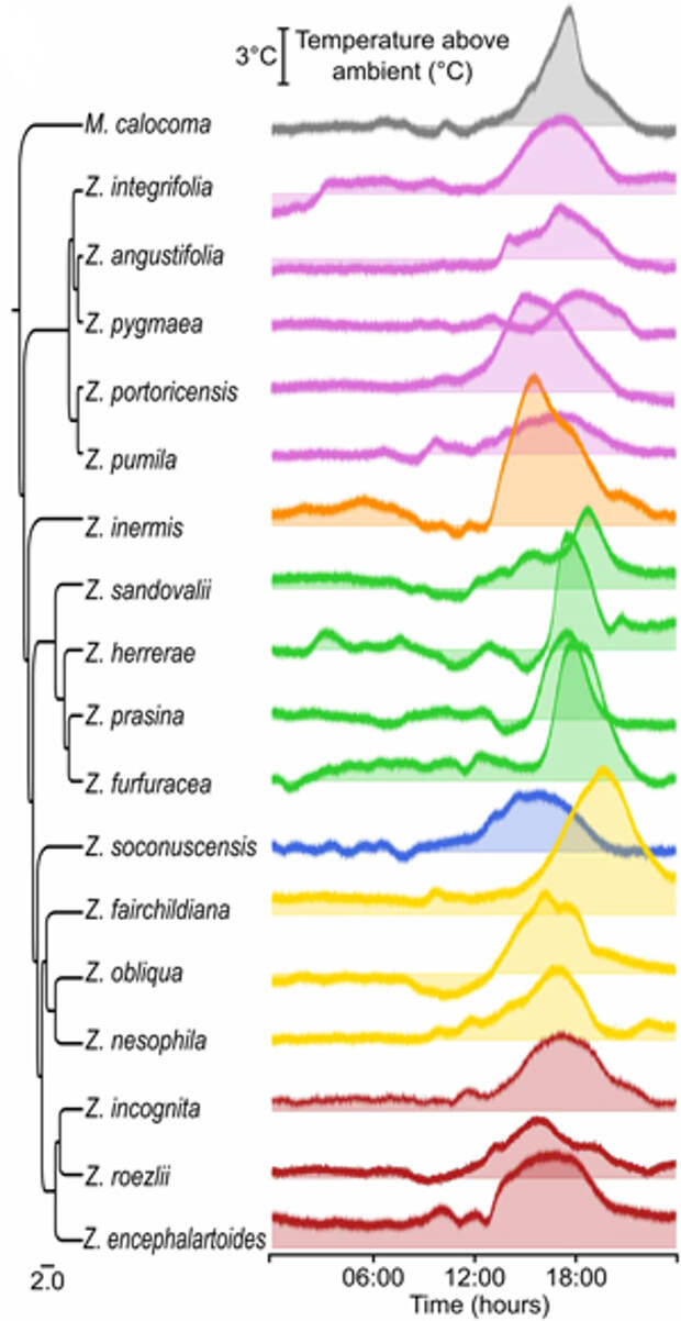 Рис. 2. Превышение температуры шишек над температурой окружающей среды в зависимости от времени суток (по оси х отложено время в часах) для 17 видов рода Zamia, охватывающих все основные эволюционные линии этого рода (всего описано 89 видов), а также для близкородственного вида Microcycas calocoma