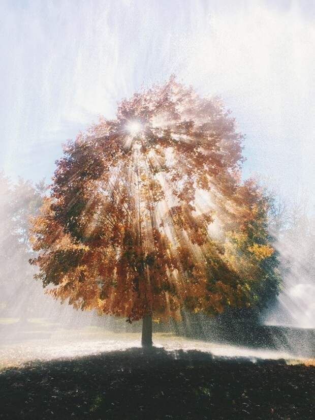 15. Солнечное дерево иллюзия, картинка, рисунок, снимок, фото