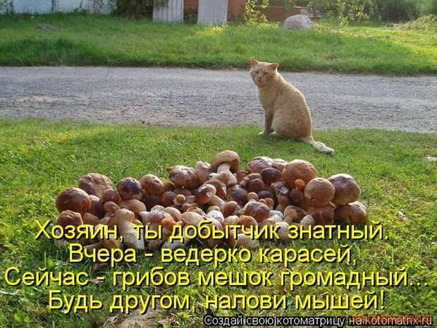 Уфф!!! Ну наконец-то! Котоматрицы великолепные, каждая с улыбкой и хорошим настроением!