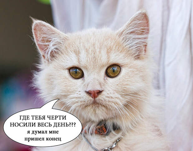 О чем на самом деле думают коты