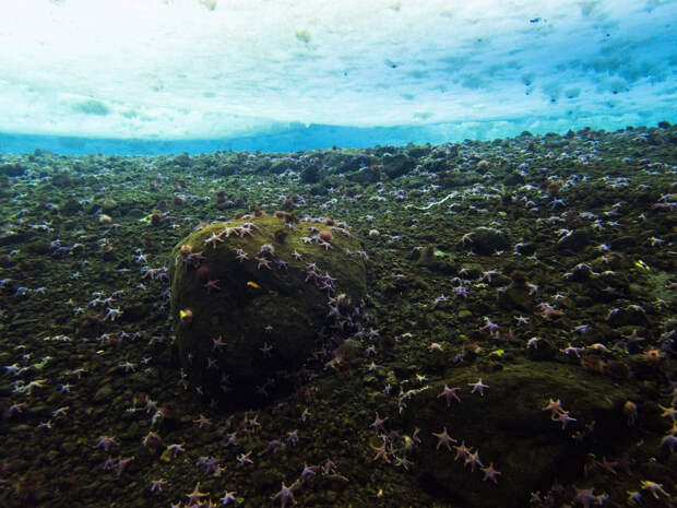 Море Росса Море Росса