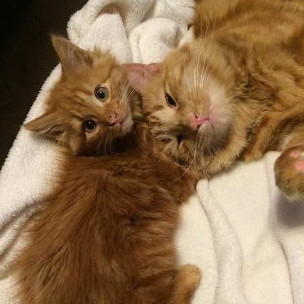 кот воспитывает котенка который на него похож 