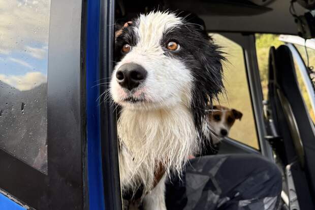 Собака неделю ждала в лесу хозяйку, которая сорвалась с водопада в Новой Зеландии