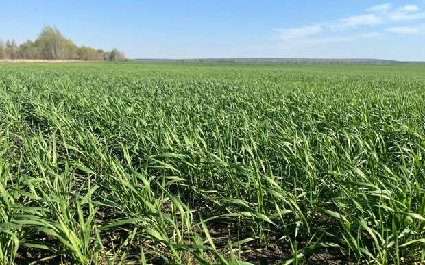 В 4 районах Рязанской области возможно выпревание озимых из-за снега и тепла