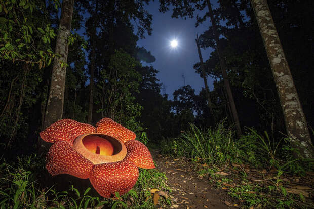 Австралийка понюхала раффлезию Арнольда и сравнила запах с мусорным мешком