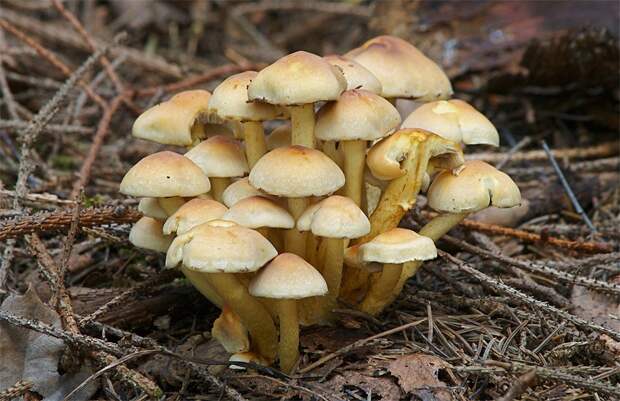 Ложноопнок серножлтый. Самые опасные и ядовитые грибы. Фото с сайта NewPix.ru