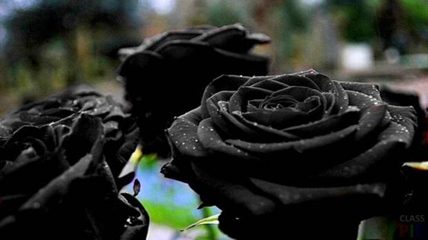 Три чёрные розы