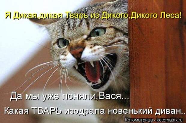 Котоматрица новая и прикольная (37 фото)