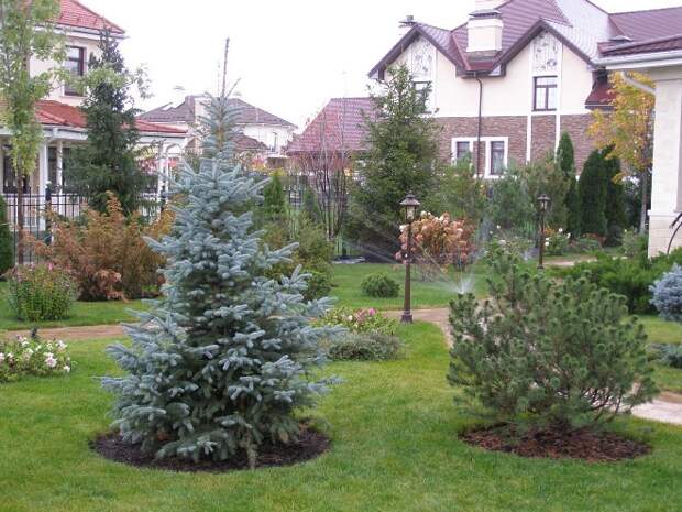 Хвойные растения для сада: выбираем самые неприхотливые культуры (65 фото)