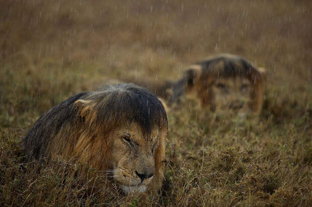 А мокрый лев выглядит довольно потешно