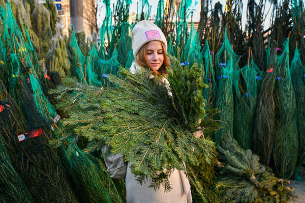 Эколог Рыбальченко: выброс елки в стандартный контейнер грозит штрафом