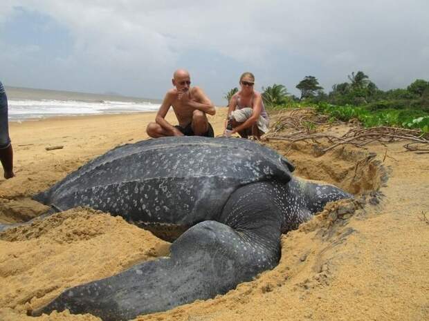 В океане обитает много странных животных. Например, вот такие огромные черепахи животные, факты, это интересно