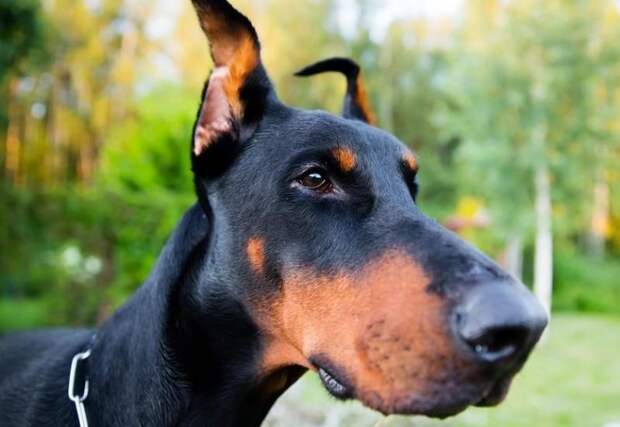 Посреди ночи эта семья услышала ужасные стоны. Выйдя на улицу, они не поверили своим глазам