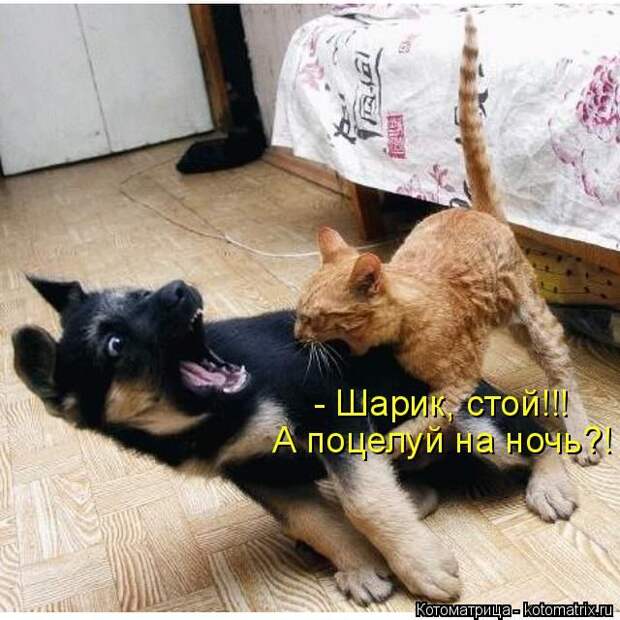 Лучшие котоматрицы недели (50 фото) Лучшие котоматрицы недели (50 фото)