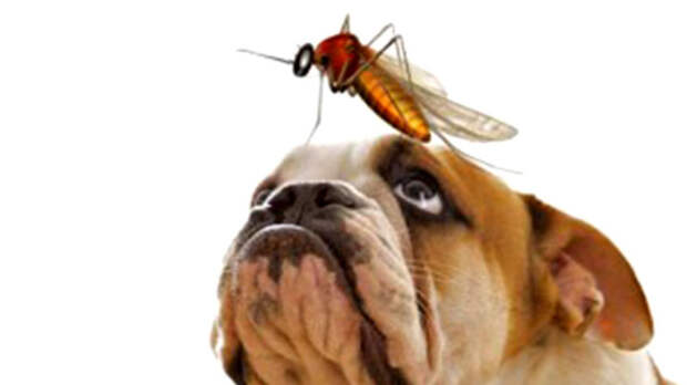 Картинки по запросу фото собаки и комары