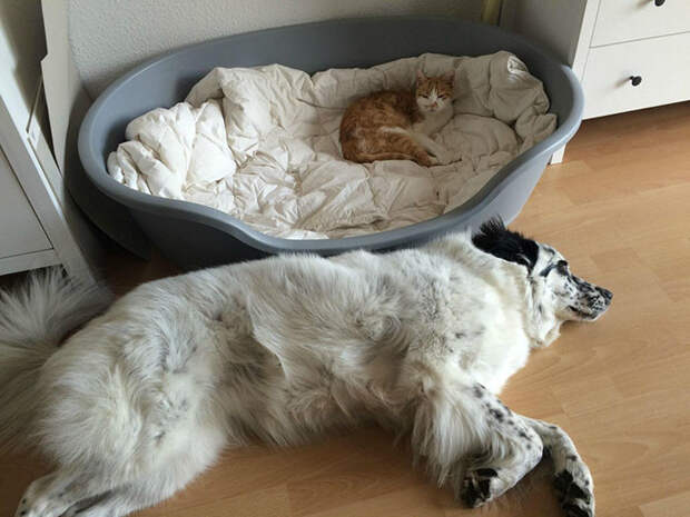 Наглые кошки оккупируют собачьи постели! кошки, смешно, собаки, сон, фото