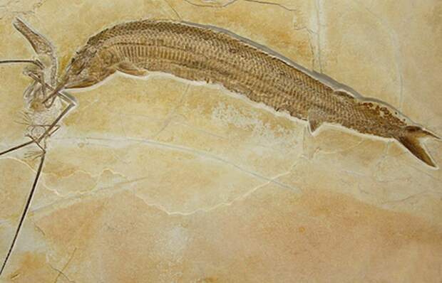 Древняя окаменелость: птерозавр и aspidorhynchus.