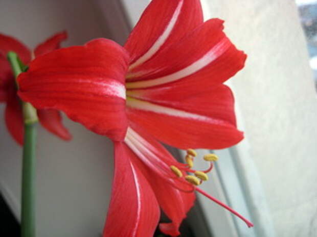 Лилии. История на Благовещение