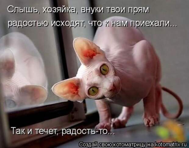 Котоматрицы(картинки с надписями)