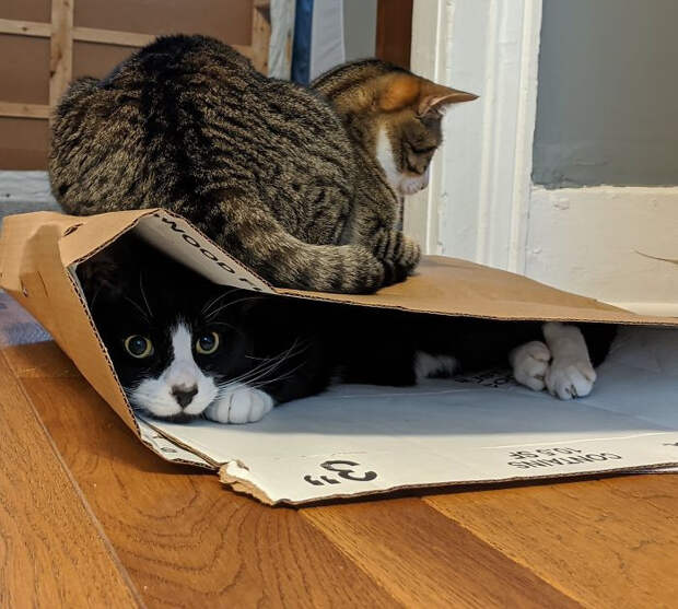 Котики, с которыми происходит что-то непонятное
