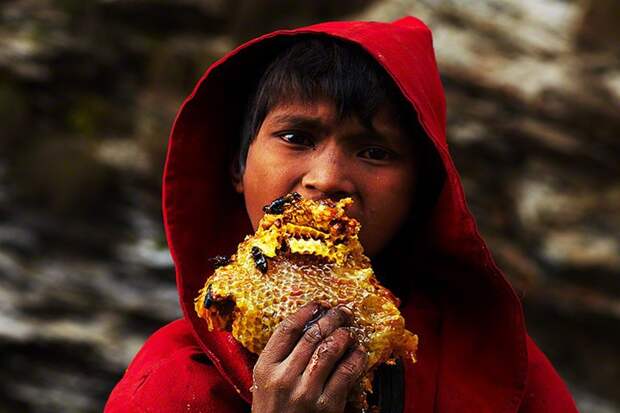 Древние традиции сбора меда в Непале еда, мед, опасность, пчёлы, своими руками, традициии